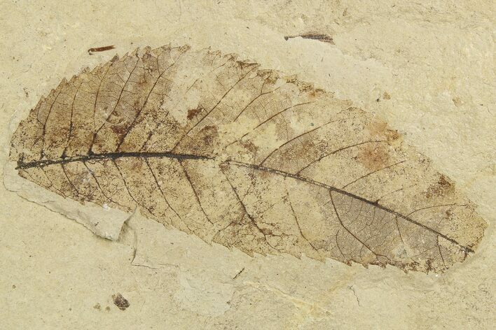 Fossil Leaf (Ulmus?) - France #254356